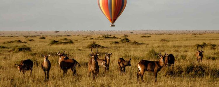 Ballonfahrt-ueber-der-Serengeti-1