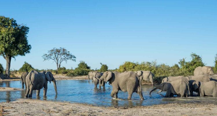 Botswana Kleingruppe