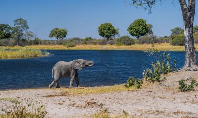 Afrika Tierwelt, Elefanten, Safari, Wasser, Natur, Tierbeobachtung.