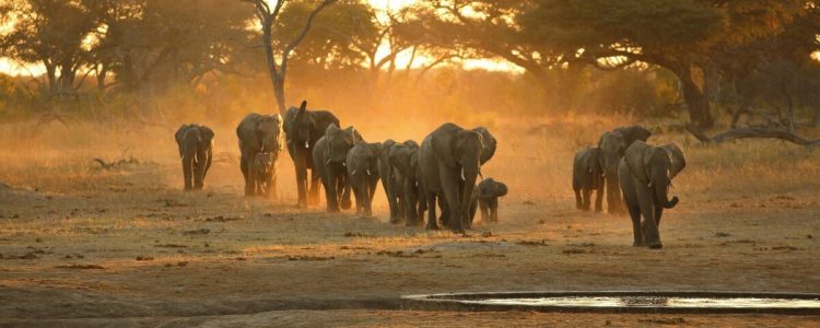 Elefanten im Hwange National Park
