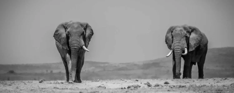 Amboseli Nationalpark Elefanten