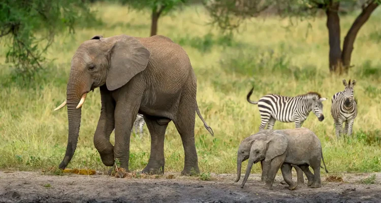 Ein beeindruckendes Afrika-Ökosystem mit Elefanten und Zebras am Wasser, ideal für Safari & Naturreisen.
