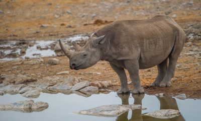 Wasserstelle mit Nashorn in der afrikanischen Savanne.