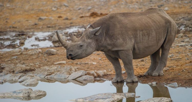 Wasserstelle mit Nashorn in der afrikanischen Savanne.