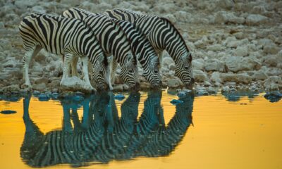 Namibia Selbstfahrerreise - Zebras am Wasserloch