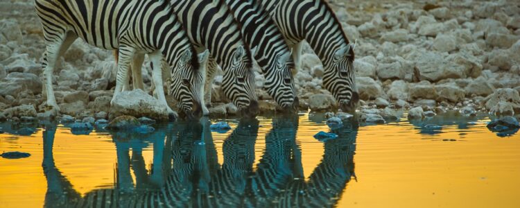 Namibia Selbstfahrerreise - Zebras am Wasserloch