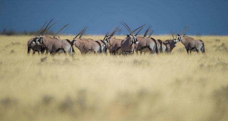 Namibia Selbstfahrer Rundreise