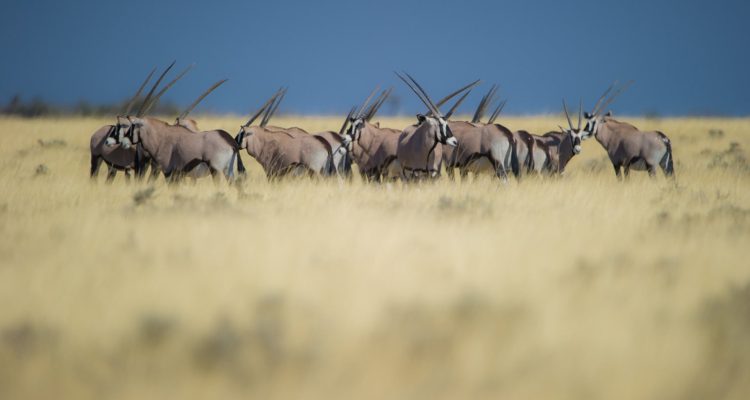 Antilopen in afrikanischer Savanne, Hoteldschungel, Wildreservate, Tierbeobachtungen.