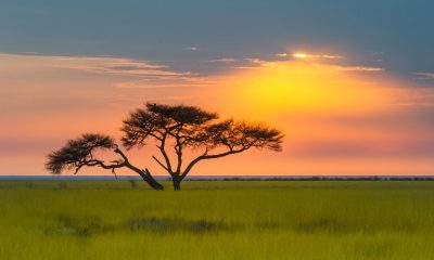 Heller Sonnenuntergang über der Steppe mit einer einsamen Akazie in Afrika, ideales Reiseziel.