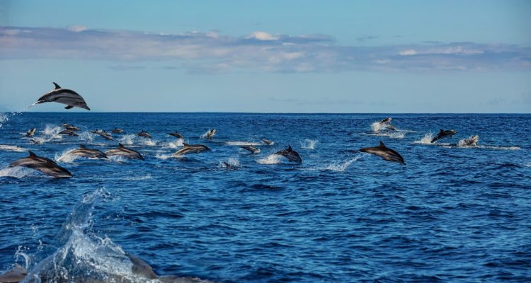 Delfine springen im blauen Ozean während einer Safari in Afrika, perfekt für nachhaltigen Meeresschutz.