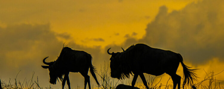 Fotoreise-Masai-Mara