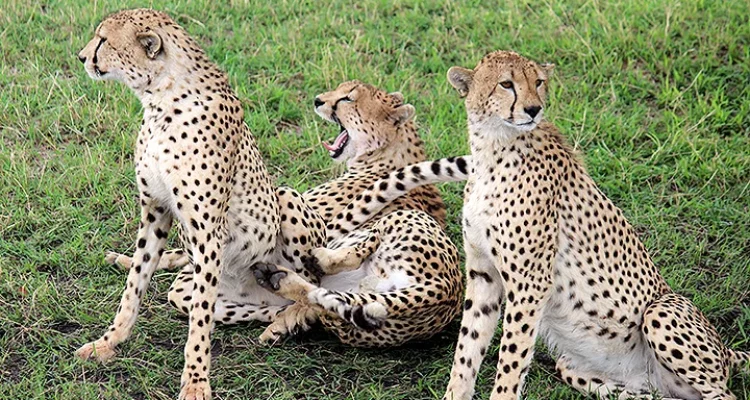 Geparden Serengeti