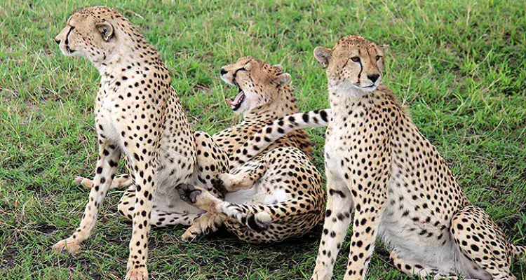 Löwen in der afrikanischen Savanne, typische Safari-Tiere, Wildtiere in Afrika, Tierfotografie.