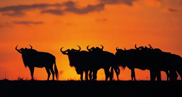 Safari mit Büffeln in Afrika bei Sonnenuntergang, Tierwelt und Natur hautnah erleben.