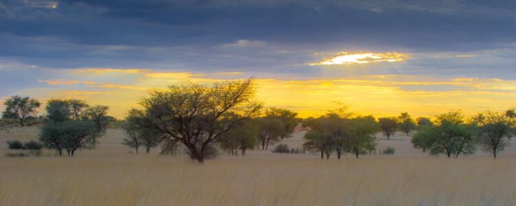 Kalahari.jpg