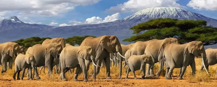 Elefantenherde in der afrikanischen Wildnis mit Mount Kilimanjaro im Hintergrund.