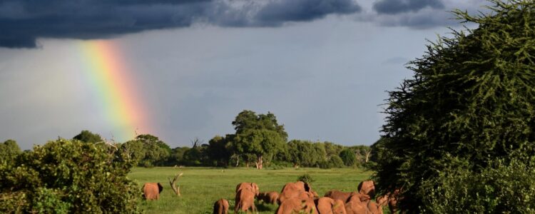 Kenia Safari Samburo Nationalpark2