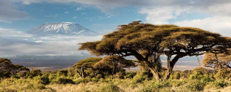 5 Tage Privatsafari in Tansania - Schirmakazie vor dem Kilimanjaro