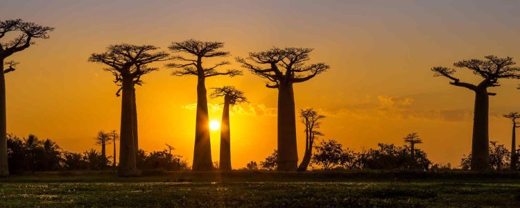 Die Baobab Allee - ein Panoramabild