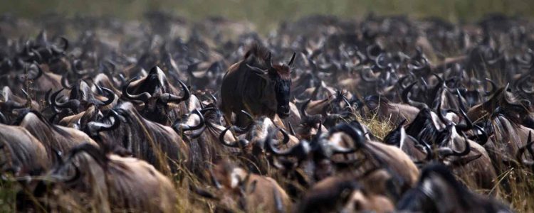 Masai Mara Kopfbild Gnus in einer großen Gruppe