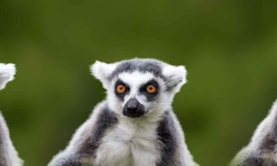 Reise nach Madagaskar - Lemurengruppe