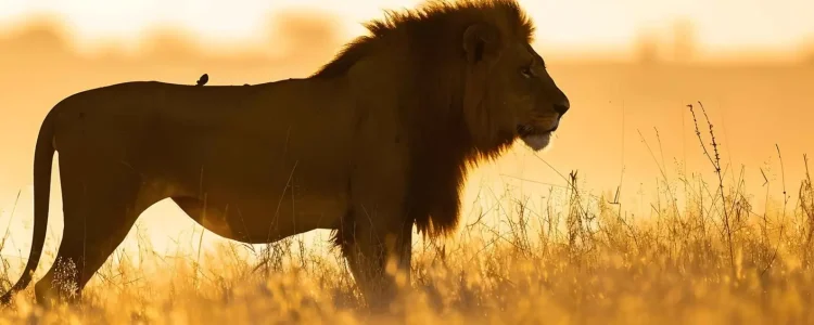 Afrikanischer Löwe in Originalgröße in der Savanne, Sonnenlicht und Wildtiere, Safari Afrika.