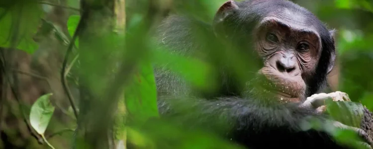 Affe im Dschungel, Tierbeobachtung in Afrika, Tropischer Regenwald.