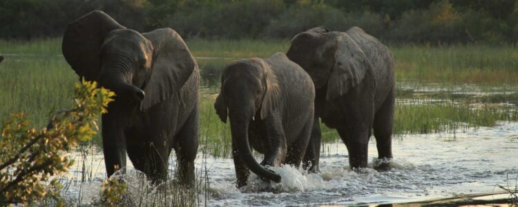 Namibia & Botswana kombinieren