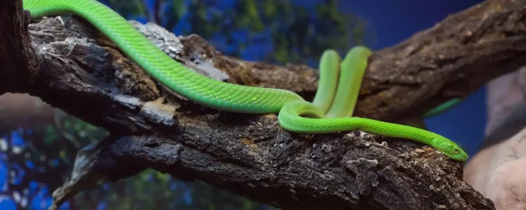 Grüne Schlange auf Baumstamm, exotische Tierwelt in Afrika, Natur, Regenwald.