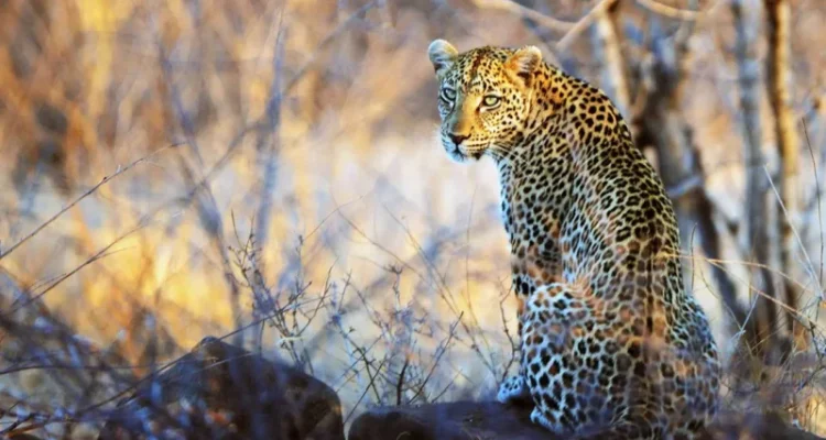 Kruger Nationalpark