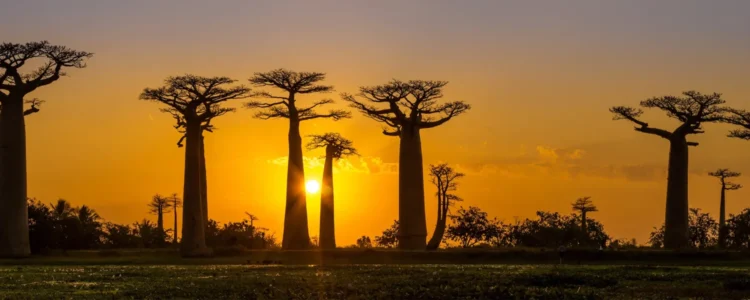 Madagaskar Reisen - Allee der Baobabs