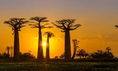 Alt: Imposante Baobab-Bäume bei Sonnenuntergang in der afrikanischen Natur, Tourismus in Afrika.