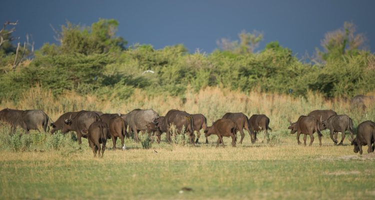 Säugetiere in der afrikanischen Savanne bei Sonnenuntergang, ideal für Safari-Reisen in Afrika.