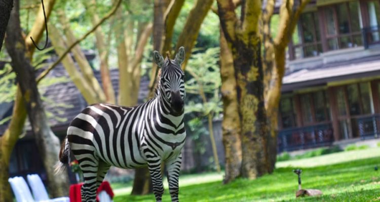 Alternativ text: Zebra im grünen Safari-Garten mit Baumhäusern in Afrika, inklusive Natur und Tierwelt.