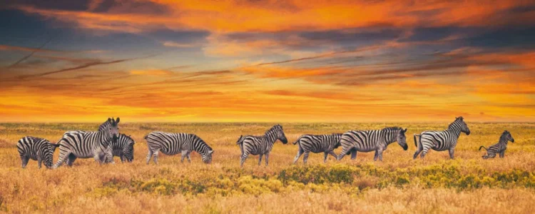 Nationalparksgebühren Afrika - Zebras beim Sonnenuntergang