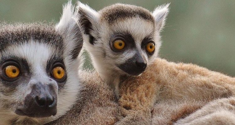 Tierischer Blick auf Lemuren in Afrika.