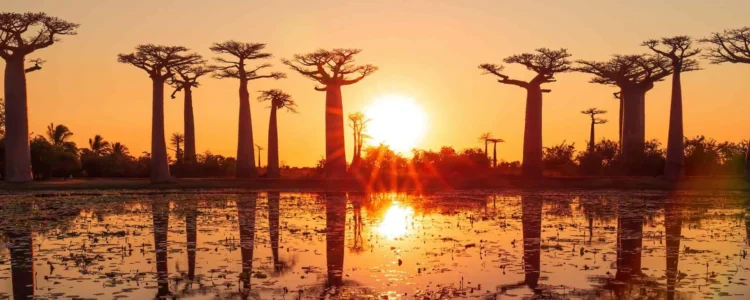 Reisebericht Madagaskars Westen - Baobab Allee