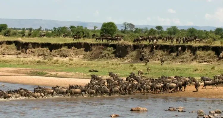 Erlebnisreicher Tiermigrations-Sprung im afrikanischen Fluss.