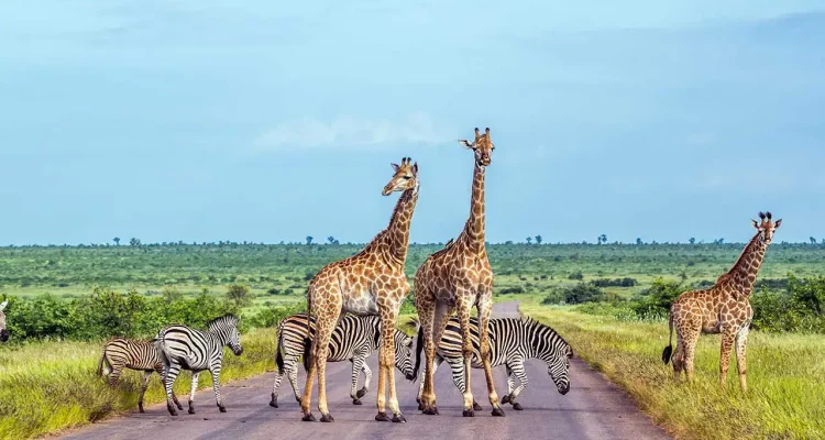 Hirsche und Zebras auf afrikanischer Safari in der Savanne.