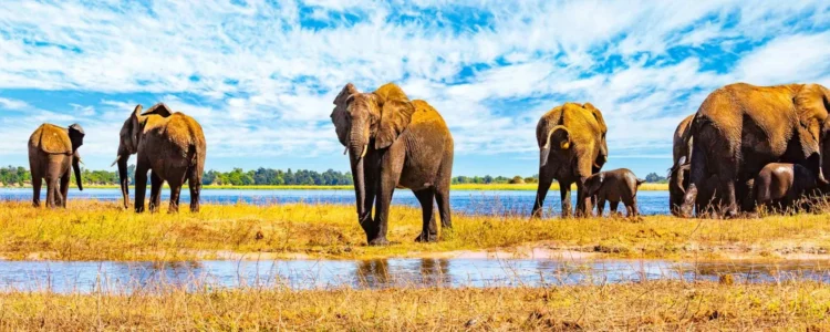 Selbstfahrer-Camping in Botswana mit Elefanten am Wasserloch