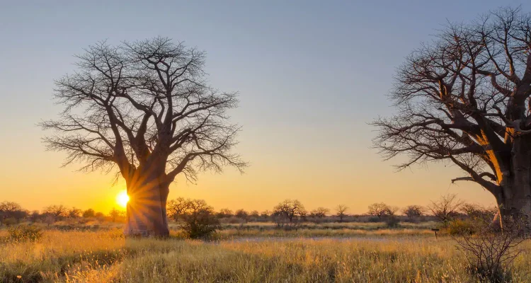Altes Baobab im Sonnenlicht auf der afrikanischen Savanne, typisch für Safari-Abenteuer in Afrika.