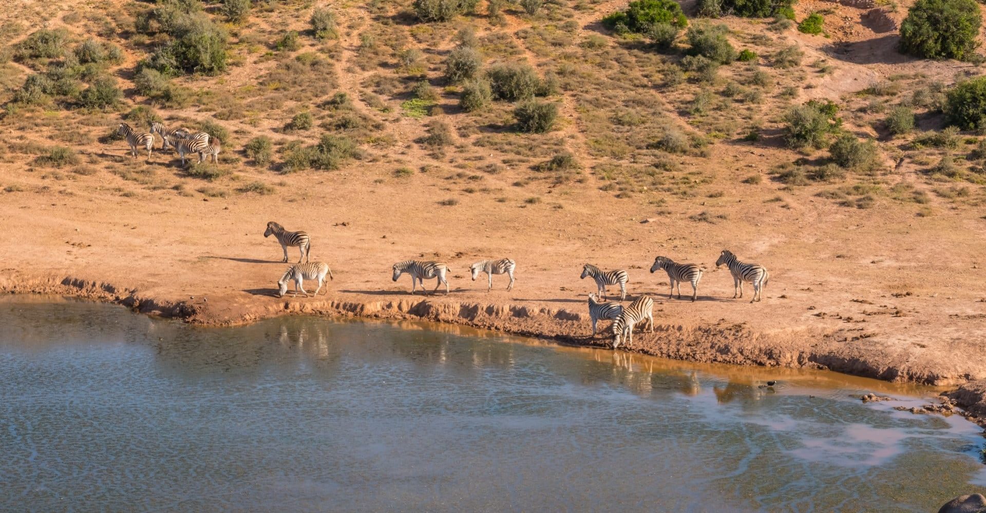Zebras trinken Wasser in der afrikanischen Savanne.