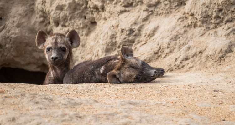 Süße Welpen im faszinierenden afrikanischen Nationalpark.