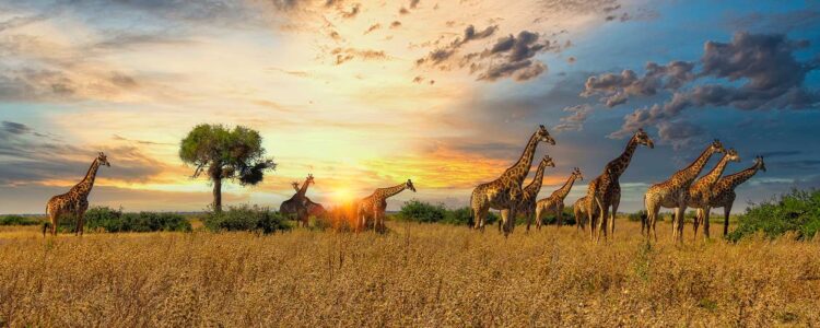 Tansania Reisen Serengeti Nationalpark