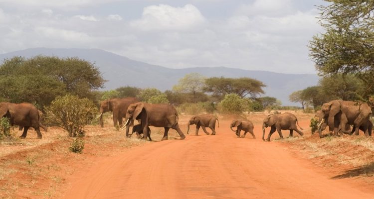Elefanten wandern durch die afrikanische Savanne, typische Tierwelt für eine Safari in Afrika.