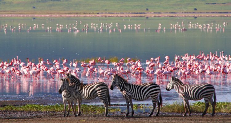 14 Tage Kleingruppenreise Tansania und Sansibar- Safari und Baden