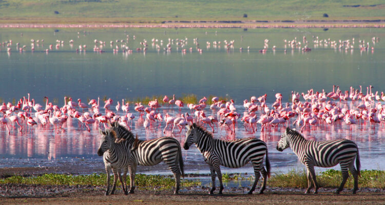 14 Tage Kleingruppenreise Tansania und Sansibar- Safari und Baden