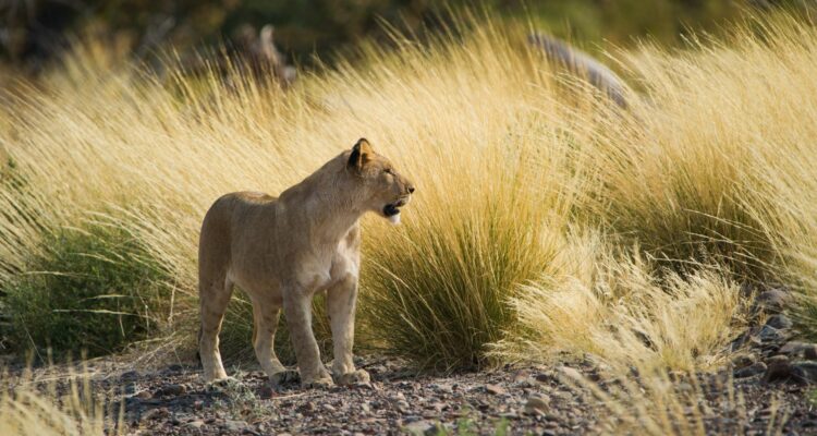 Mietwagenreise Namibia und Botswana