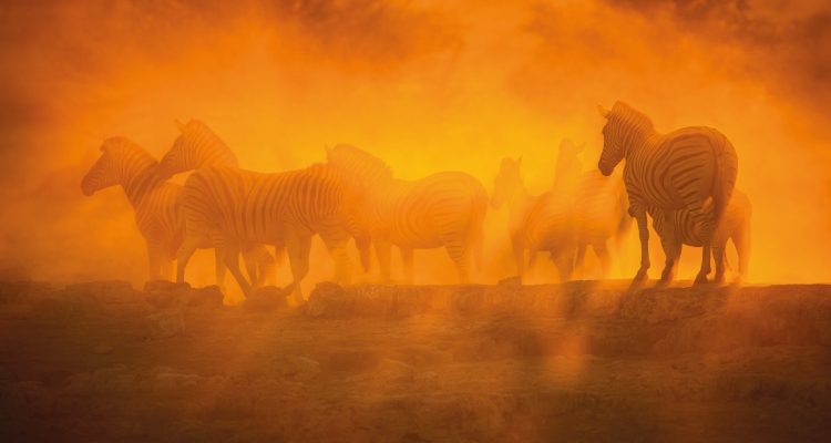 Afrika Safari Zebras im Sonnenuntergang, berühmte Tierwelt, Dreamtravel Afrika Reise, Tierbeobachtung.