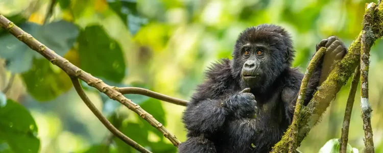 alt=" Uganda senkt Preise für Gorilla Permits – Gorilla-Trekking 2026–2027 wird günstiger"